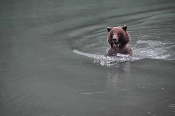 Um grande urso nada nas águas do rio Chilkat, em Haines, no sudeste do Alaska